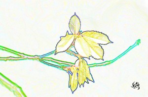 黄金の新緑