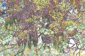 藤の花