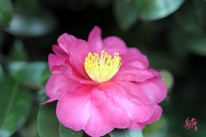 山茶花