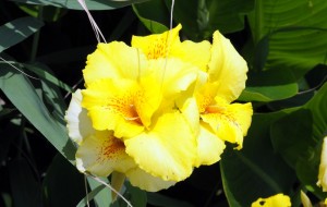 夏の花 夏の花