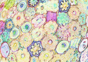 傘の花