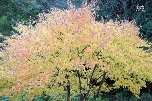 2010年紅葉 2010年紅葉