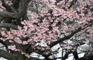 熱海桜の古木