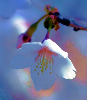 アート山桜
