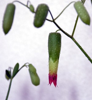 セイロンベンケイソウ花
