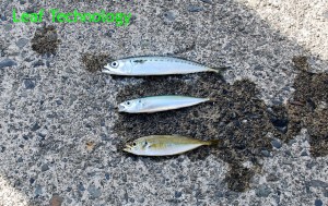 釣果