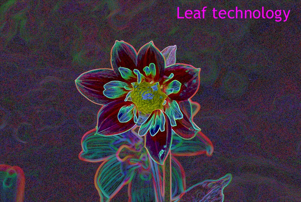 ダリアを画像処理